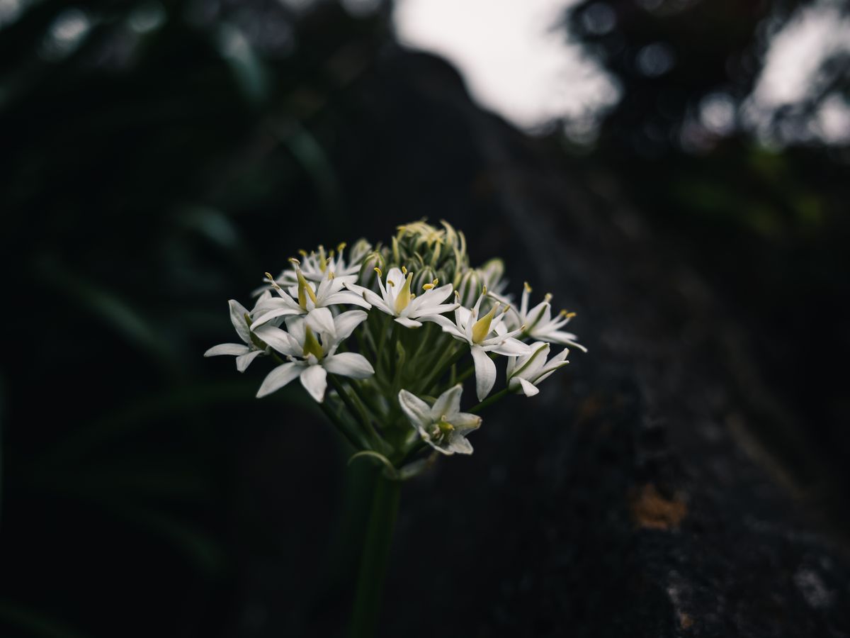 White garden flowers emerging from deep green foliage.